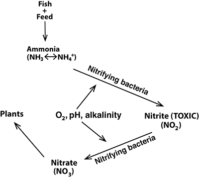 Schematic representation of the biofiltration process in aquaponics systems.